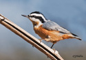 Sitta canadensis